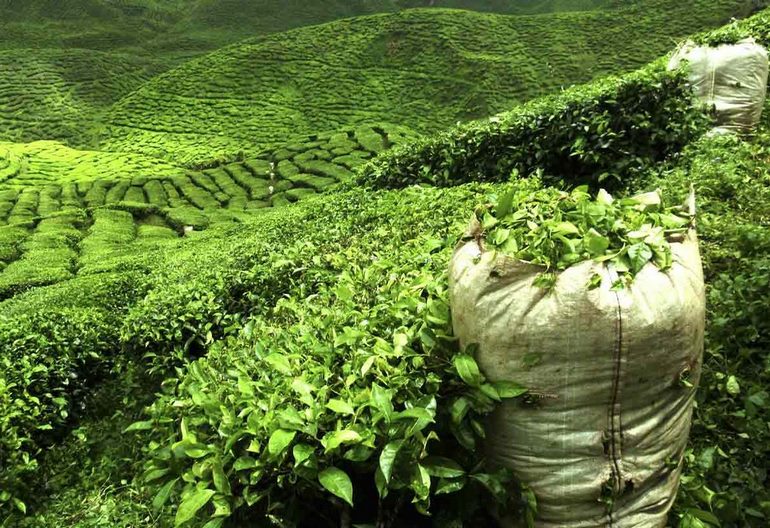 چای اولین بار از کجا وارد ایران شد؟