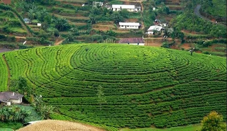 چای اولین بار از کجا وارد ایران شد؟
